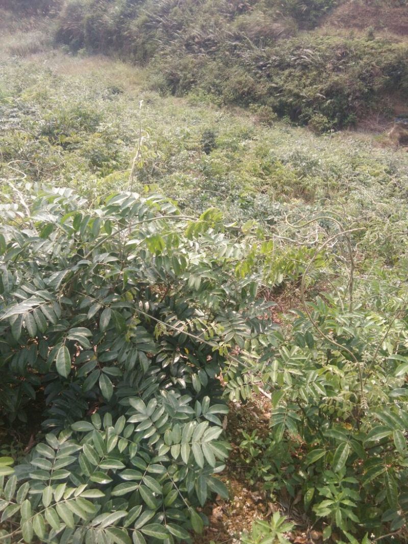 牛大力种苗15~30cm杯苗裸根苗都有