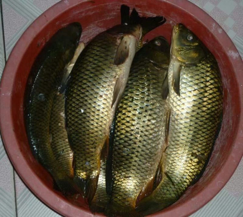 河鲤鱼食用2~3公斤