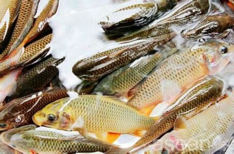黄鲤鱼食用2~3公斤