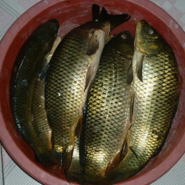 黄鲤鱼食用2~3公斤