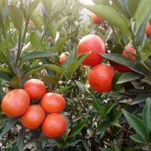 东方红橘苗30~50cm