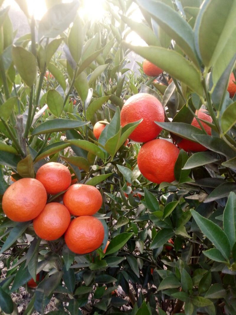 东方红橘苗30~50cm