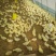 白鹅肉鹅4斤以下鹅苗大量供应