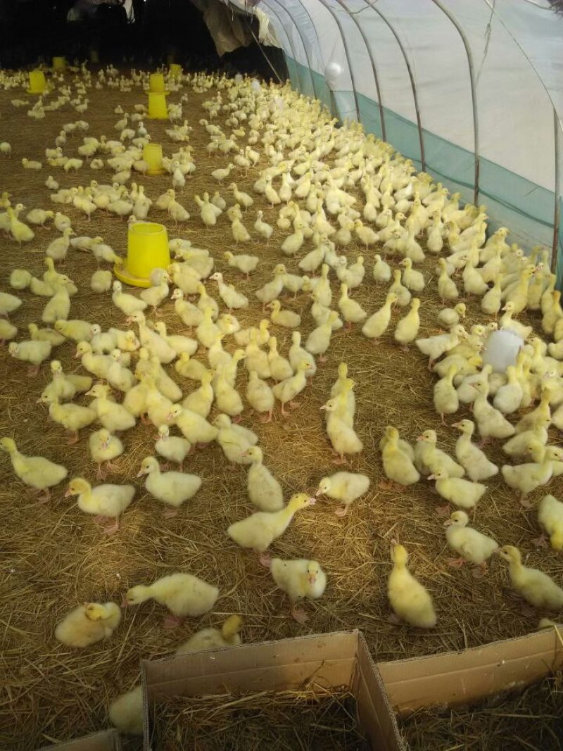 白鹅肉鹅4斤以下鹅苗大量供应