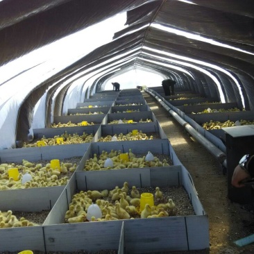 白鹅肉鹅4斤以下鹅苗大量供应