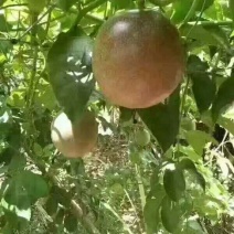 台农一号百香果紫香一号百香果