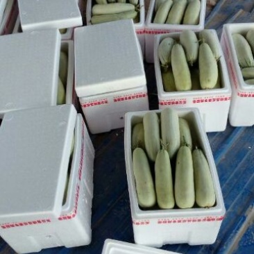 羊角蜜甜瓜0.3斤以上