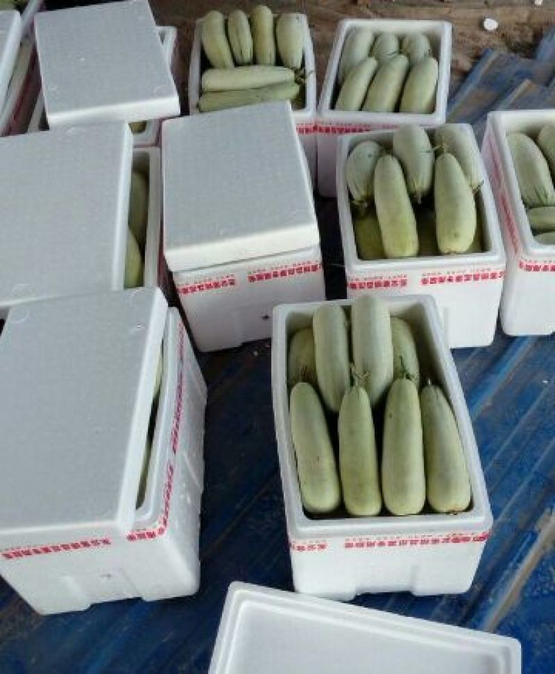 羊角蜜甜瓜0.3斤以上