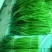 杂交蒜薹40~50厘米