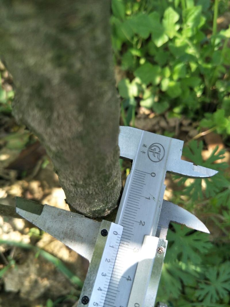 八月桂1米以下2~4cm1.5~2米