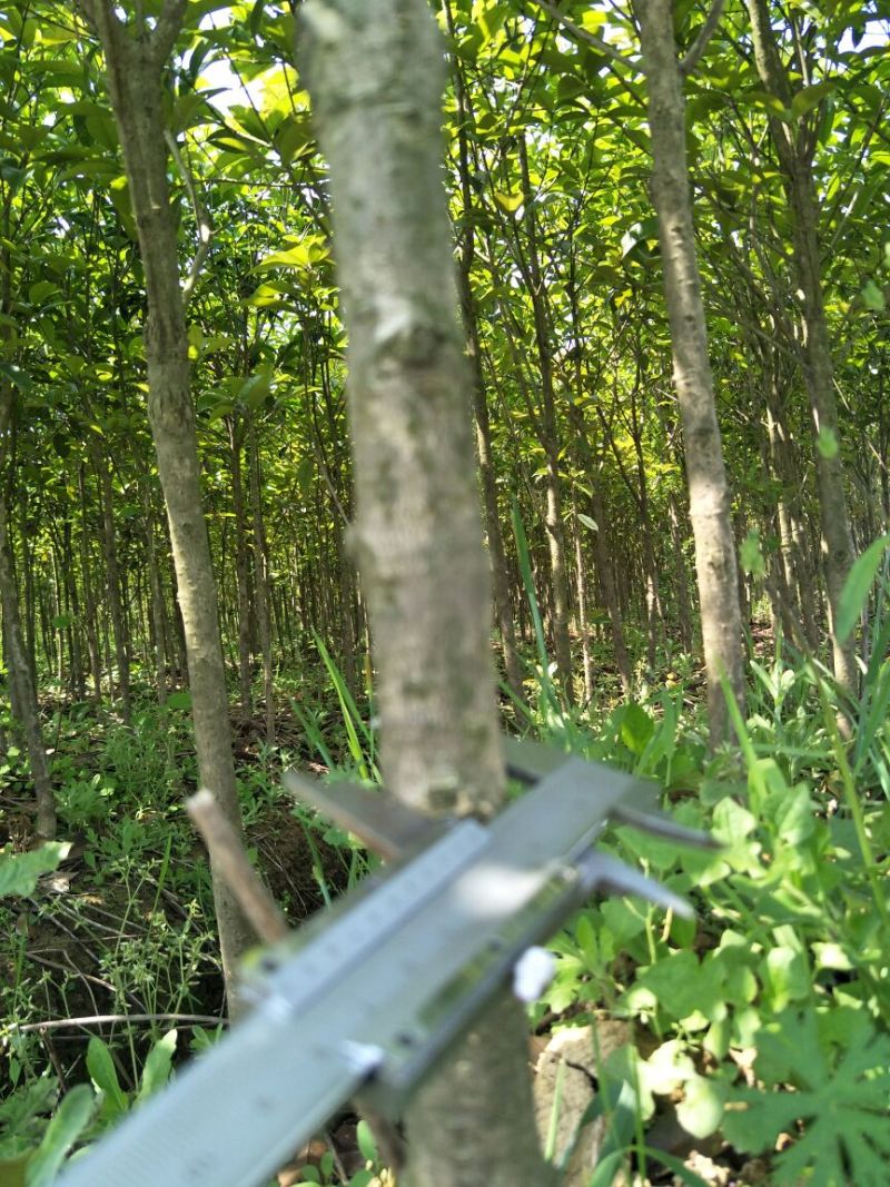 八月桂1米以下2~4cm1.5~2米