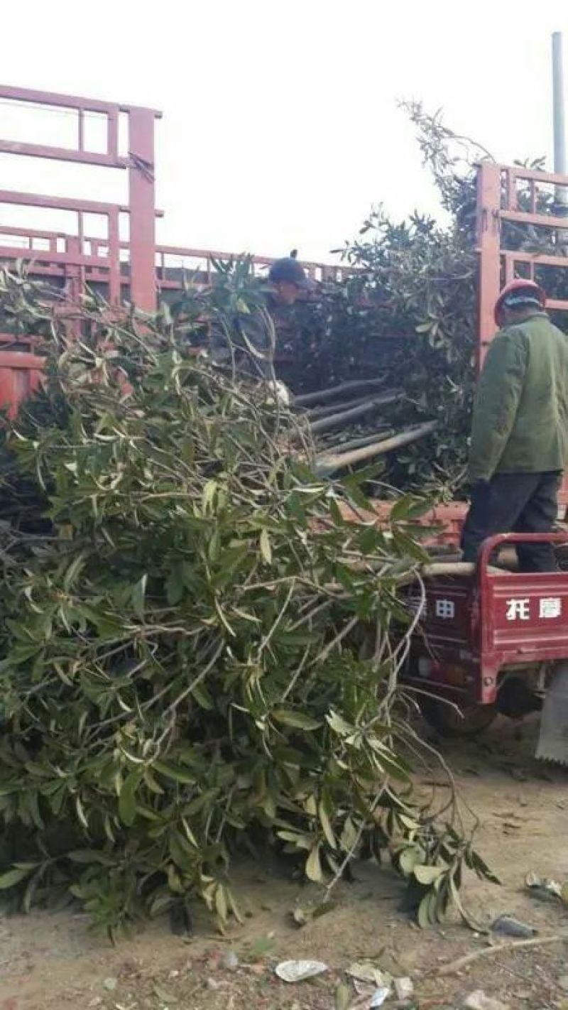 枇杷树苗81~110cm