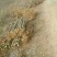 百日红2~4cm1.5~2米1米以下