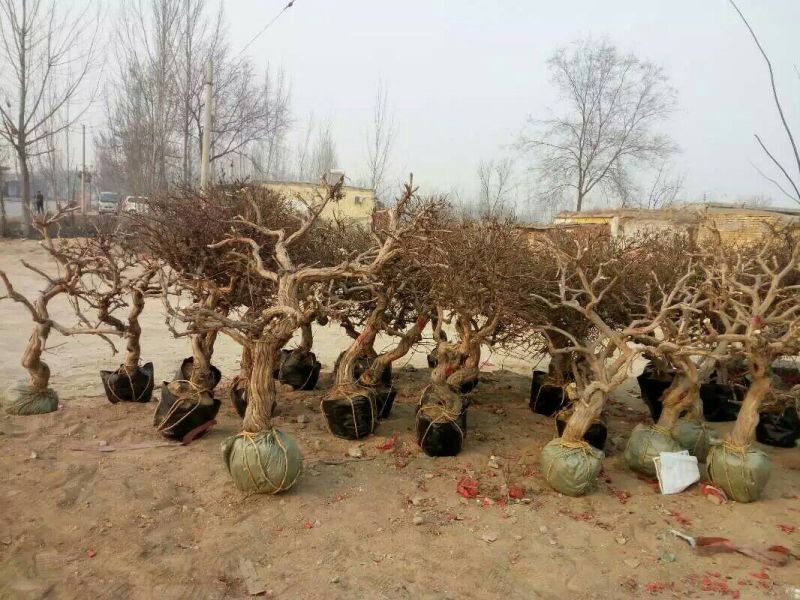 金银花1米以下
