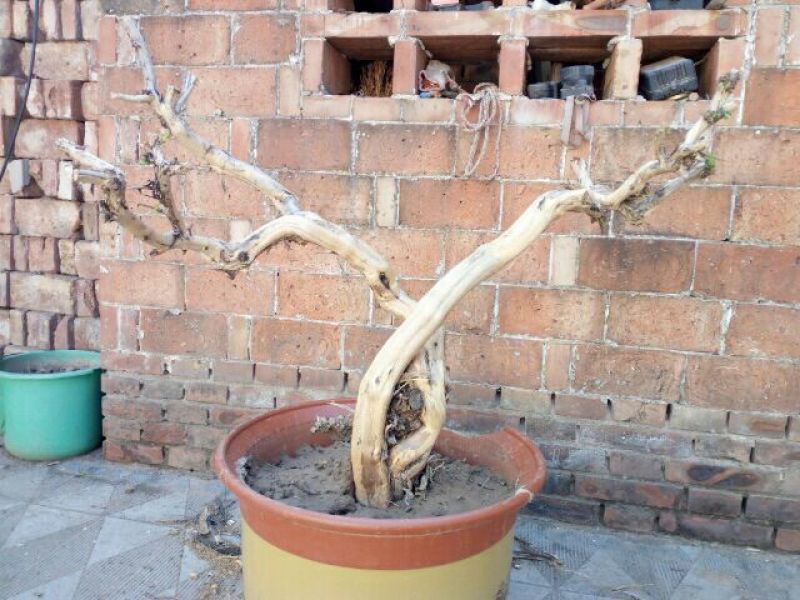 金银花1米以下