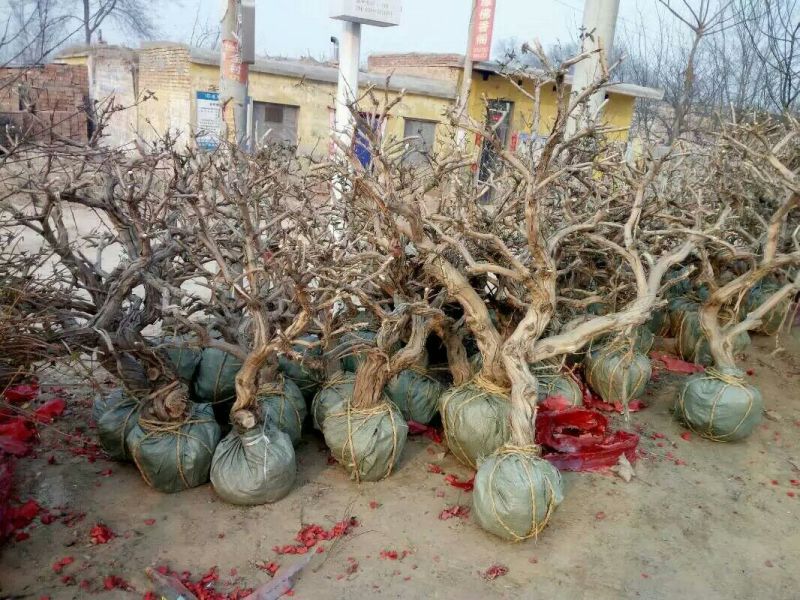 金银花1米以下