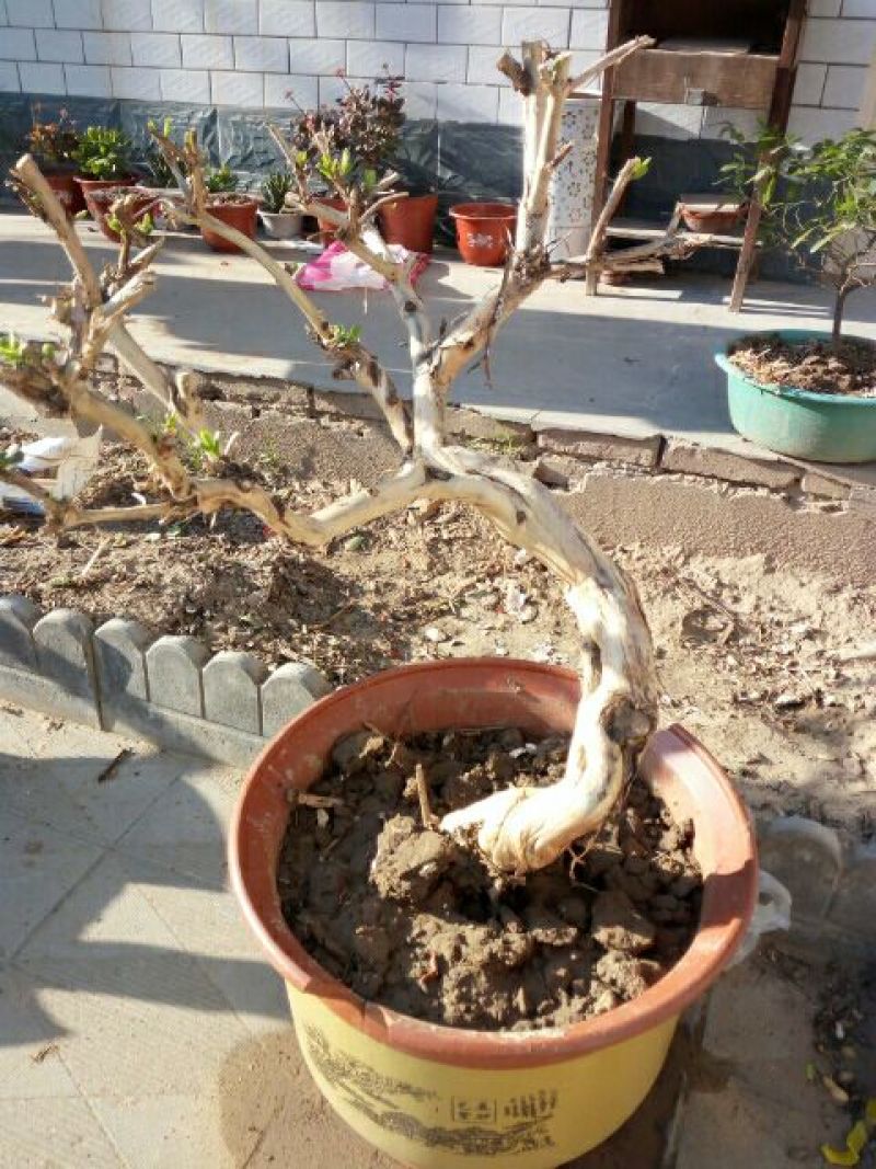 金银花1米以下