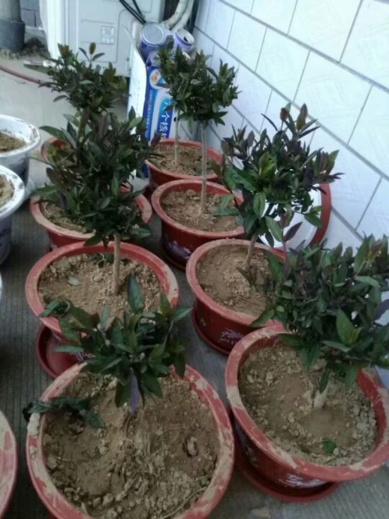 金银花1米以下