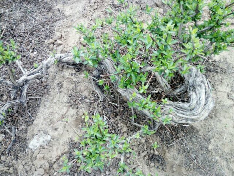 金银花1米以下