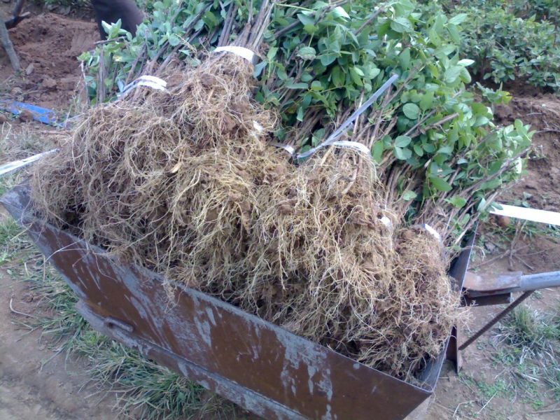 金银花1米以下