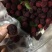 红杨梅树苗嫁接苗种植两年挂果产量高0.5～1米