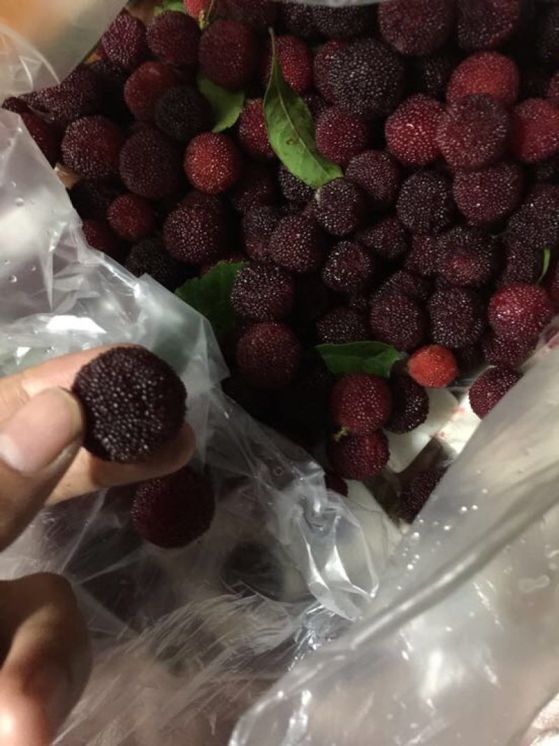 红杨梅树苗嫁接苗种植两年挂果产量高0.5～1米