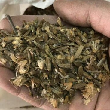 白术种子98%以上