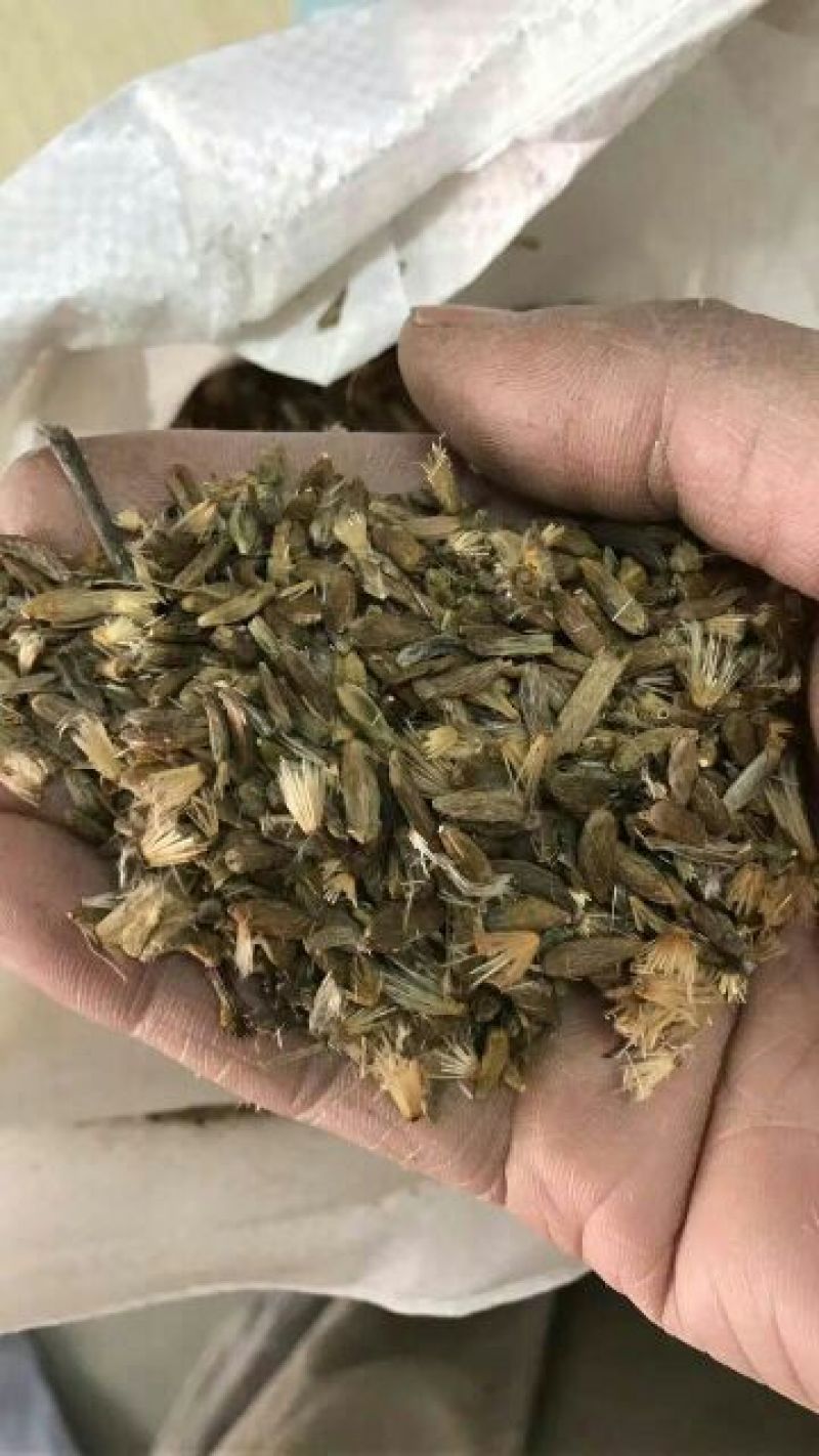 白术种子98%以上