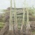 核桃苗100~150cm二年苗