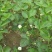 【牛奶草莓苗热卖】甜宝草莓苗大棚专用草莓苗草莓苗签合同