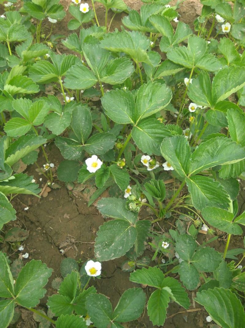 【牛奶草莓苗热卖】甜宝草莓苗大棚专用草莓苗草莓苗签合同