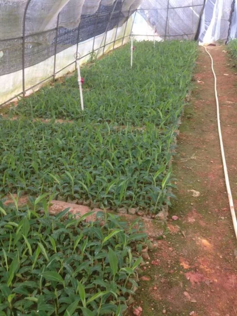 西贡香蕉苗粉蕉苗威廉斯B6香蕉苗种植六个月挂果