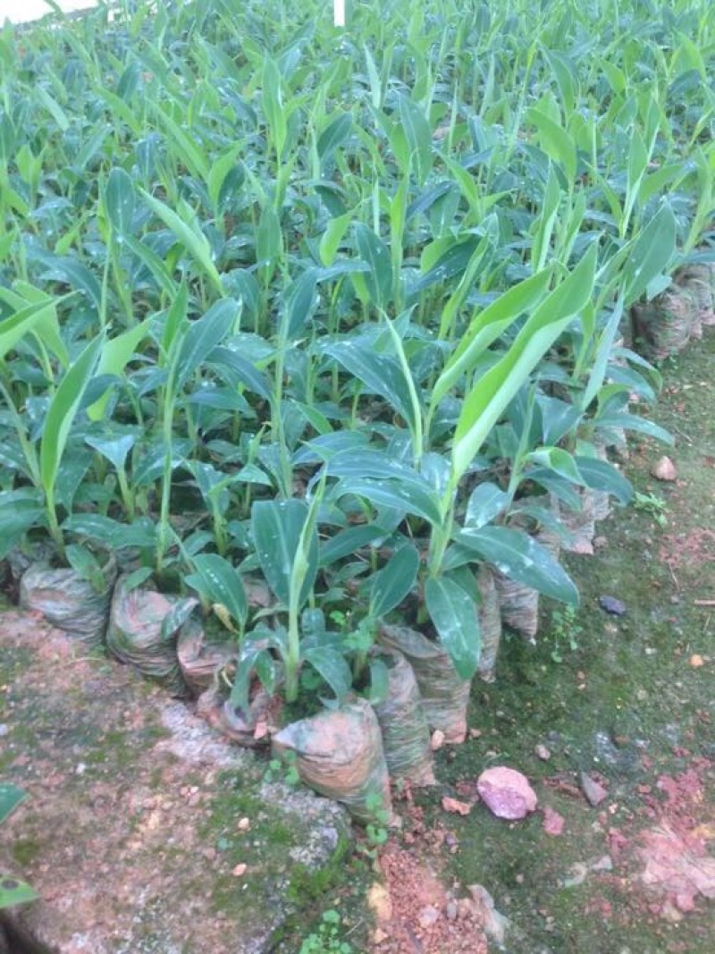 西贡香蕉苗粉蕉苗威廉斯B6香蕉苗种植六个月挂果
