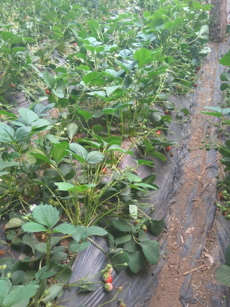 红颜草莓苗，草莓苗基地，草莓苗，比较好管理的草莓苗品种