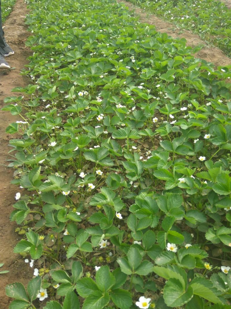 红颜草莓苗，草莓苗基地，草莓苗，比较好管理的草莓苗品种