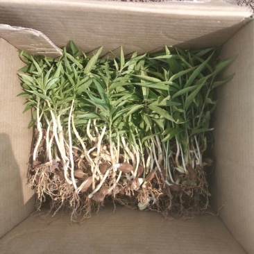 毛桃树苗30cm以下，红橘苗，爱媛，春见，血橙，脐橙，