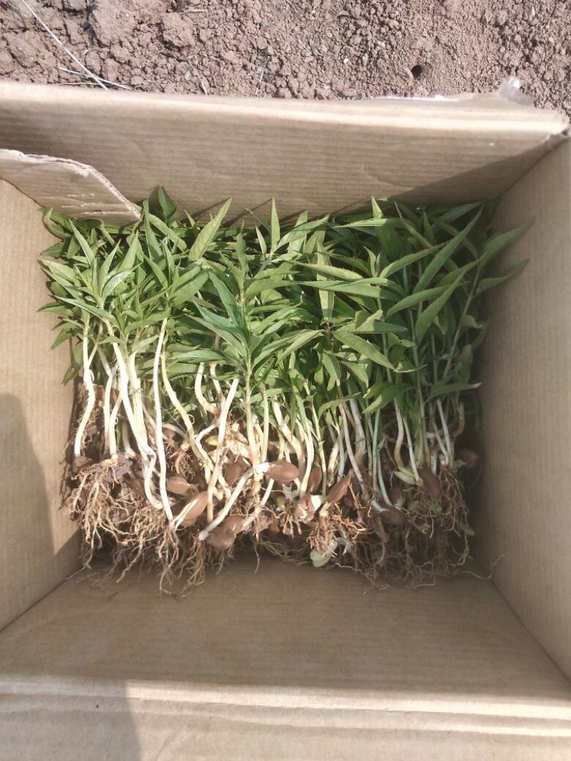 毛桃树苗30cm以下，红橘苗，爱媛，春见，血橙，脐橙，
