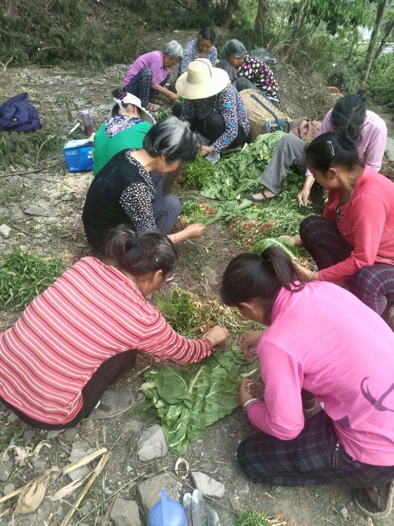 毛桃树苗30cm以下，红橘苗，爱媛，春见，血橙，脐橙，