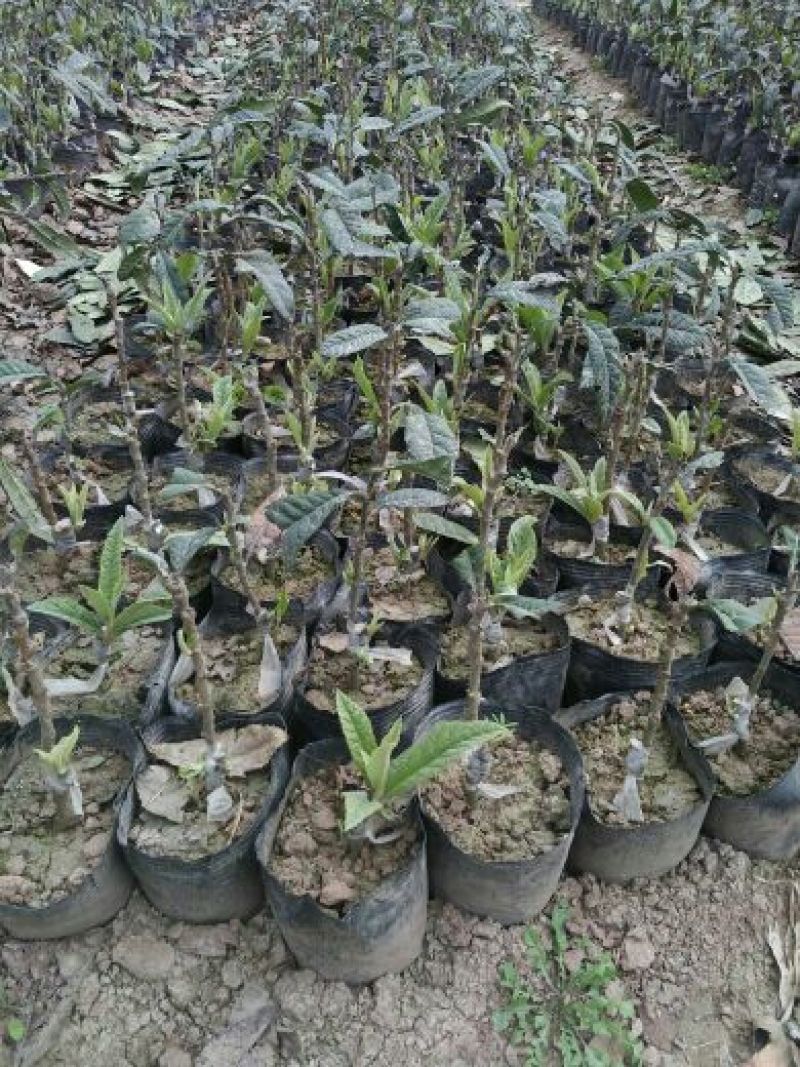 毛桃树苗30cm以下，红橘苗，爱媛，春见，血橙，脐橙，
