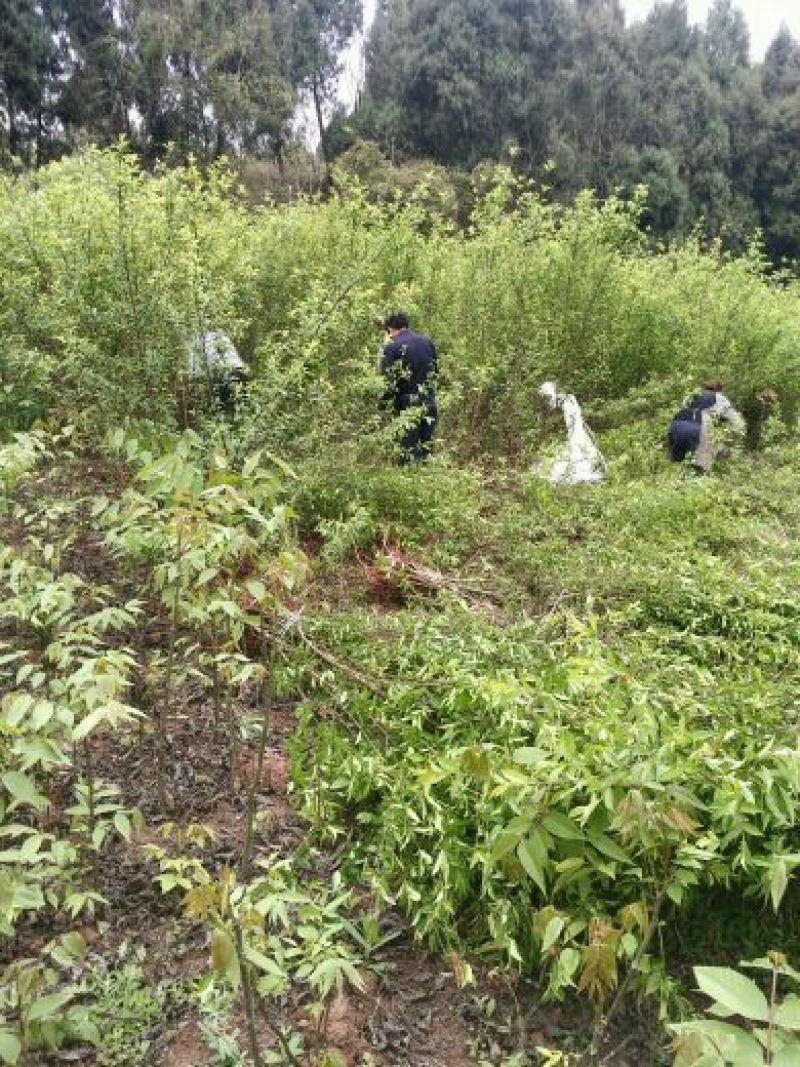 毛桃树苗30cm以下，红橘苗，爱媛，春见，血橙，脐橙，