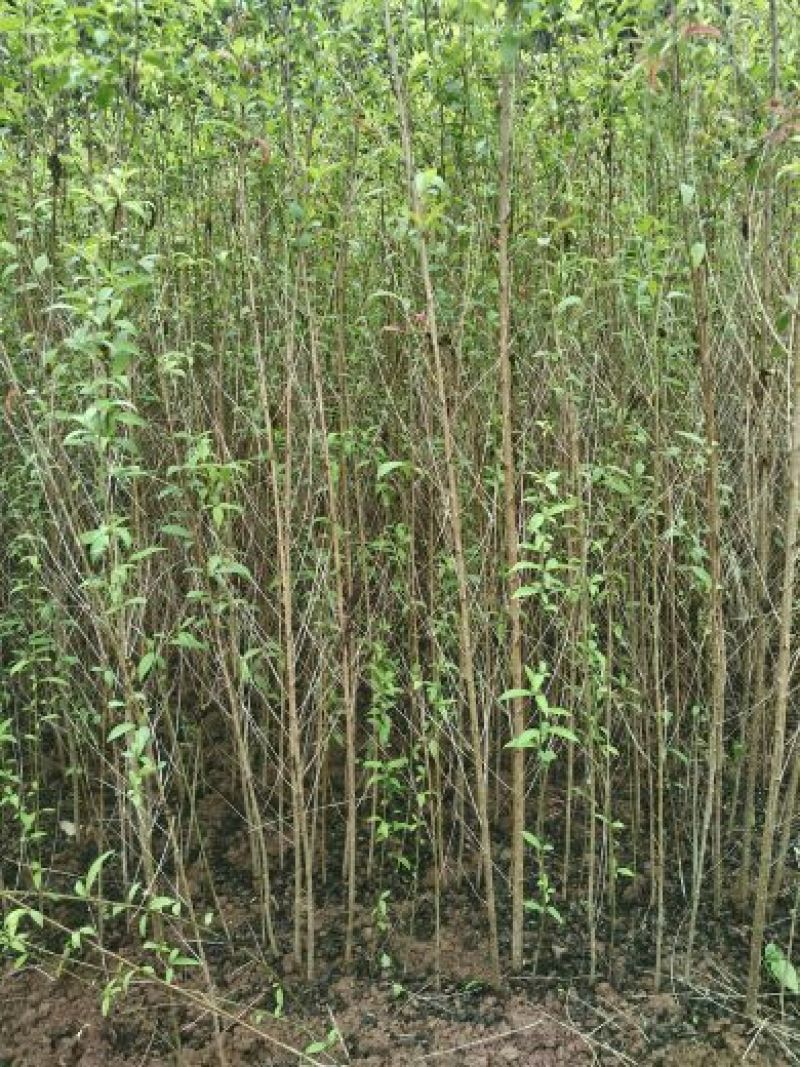 毛桃树苗30cm以下，红橘苗，爱媛，春见，血橙，脐橙，