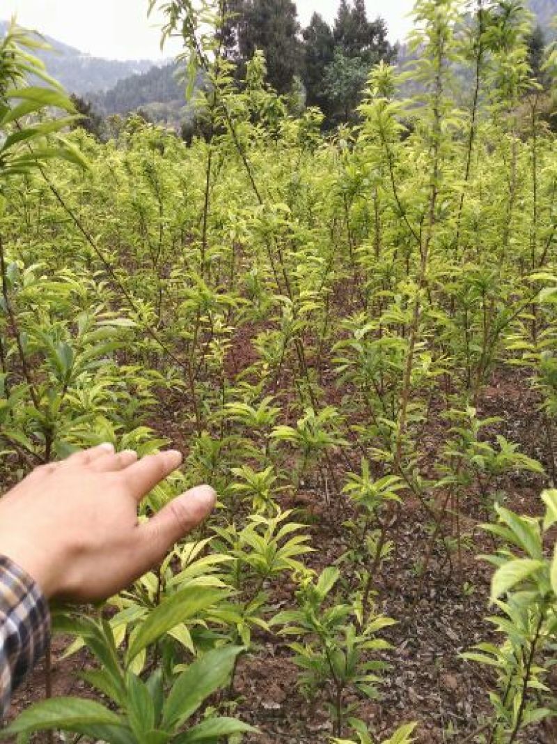 毛桃树苗30cm以下，红橘苗，爱媛，春见，血橙，脐橙，