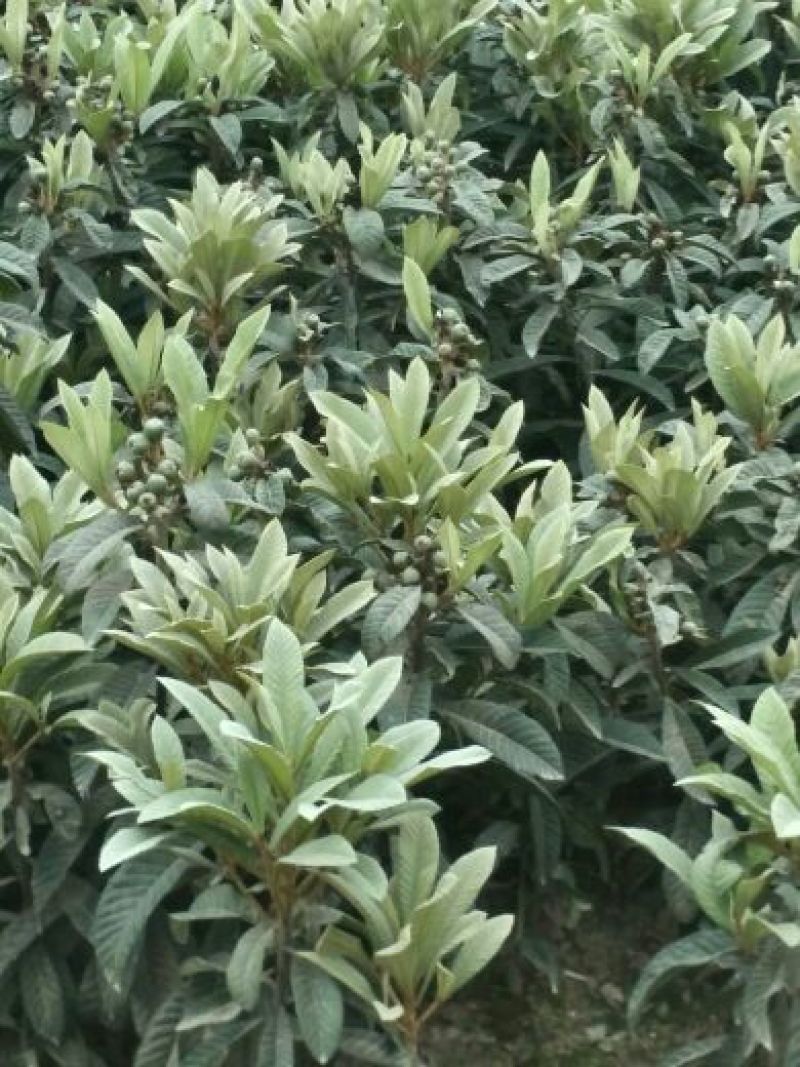 毛桃树苗30cm以下，红橘苗，爱媛，春见，血橙，脐橙，