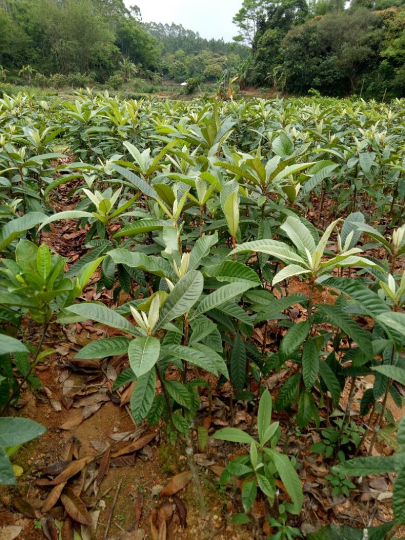 枇杷树苗30~50cm