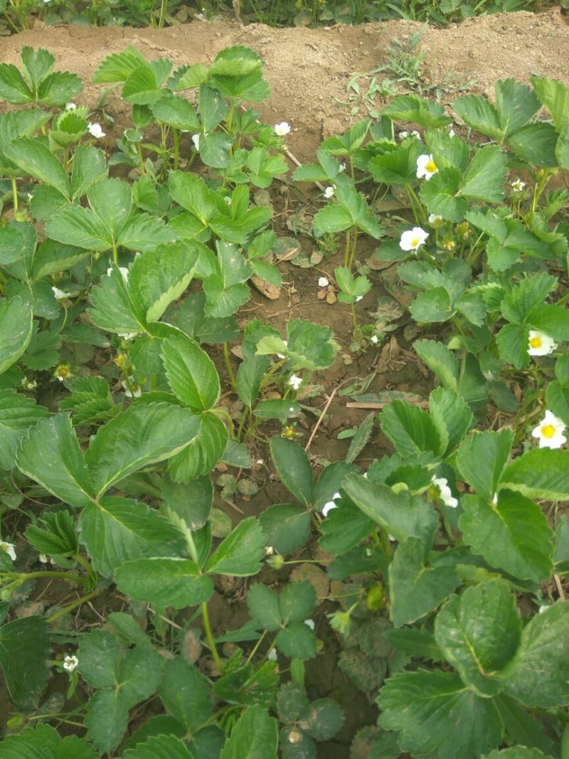 丰香草莓苗，可持续结果的草莓苗，抗重茬草莓苗，草莓苗