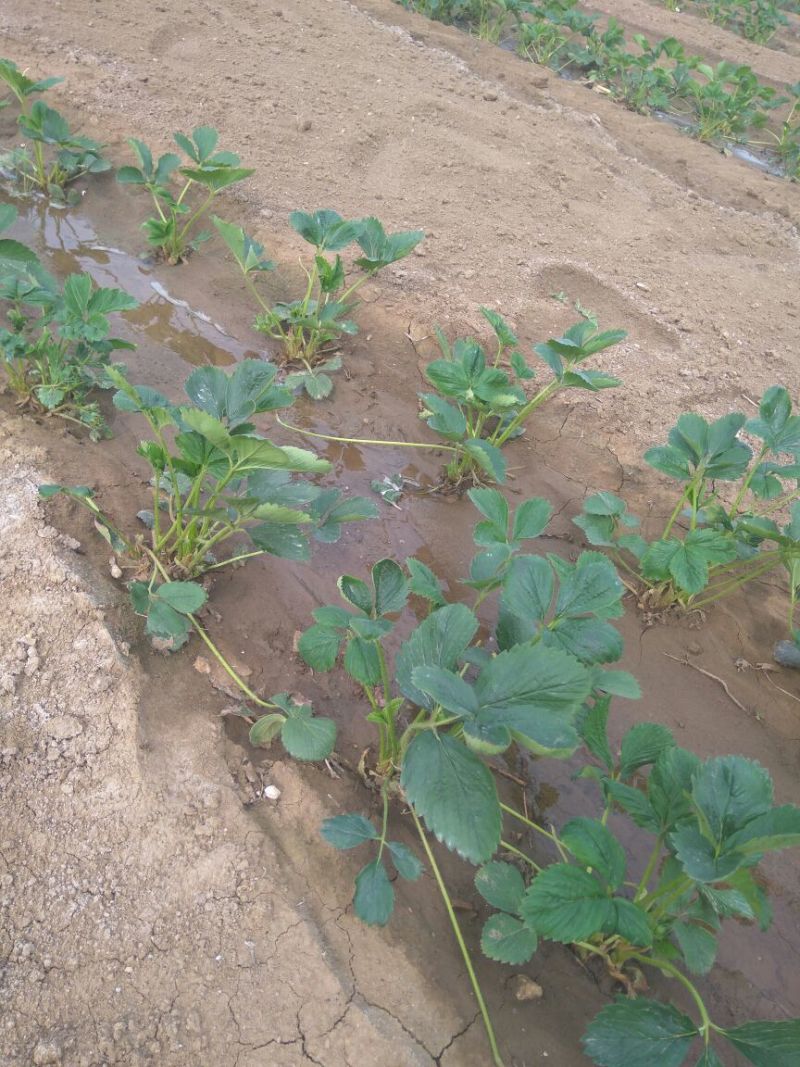 丰香草莓苗，可持续结果的草莓苗，抗重茬草莓苗，草莓苗