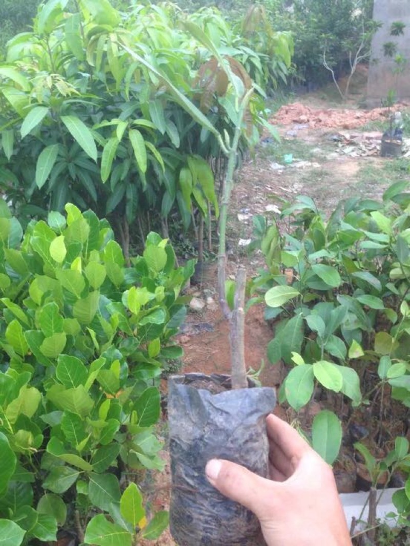 榴莲蜜树苗营养杯苗发货枝干带毛毛