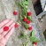 树莓苗10~30cm