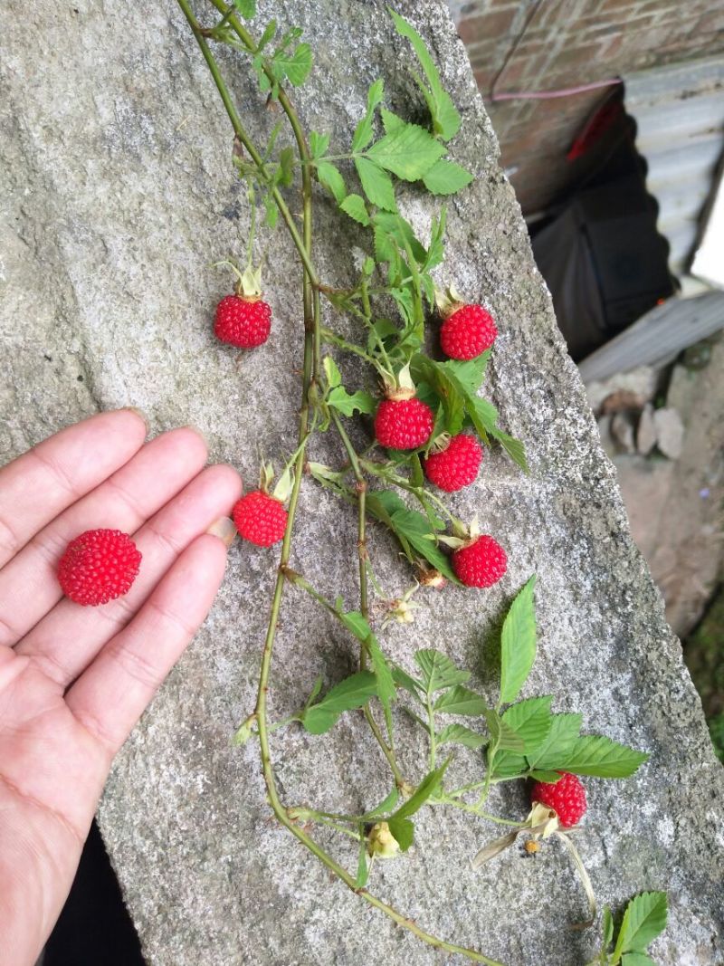 树莓苗10~30cm