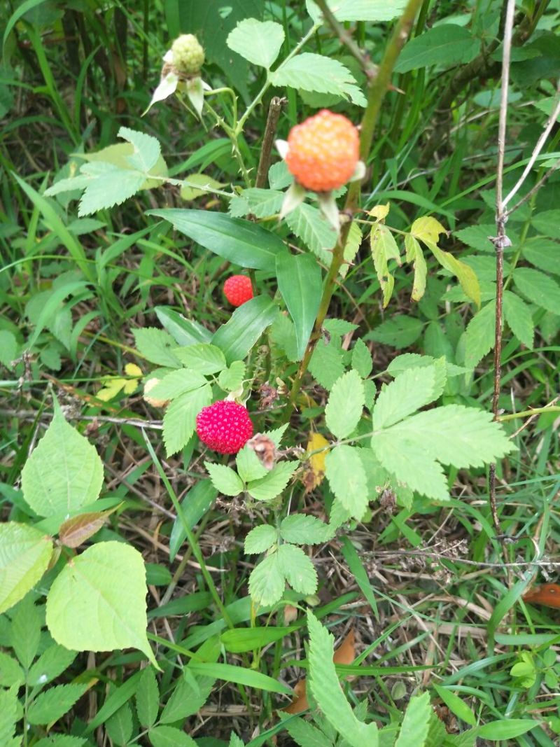 树莓苗10~30cm
